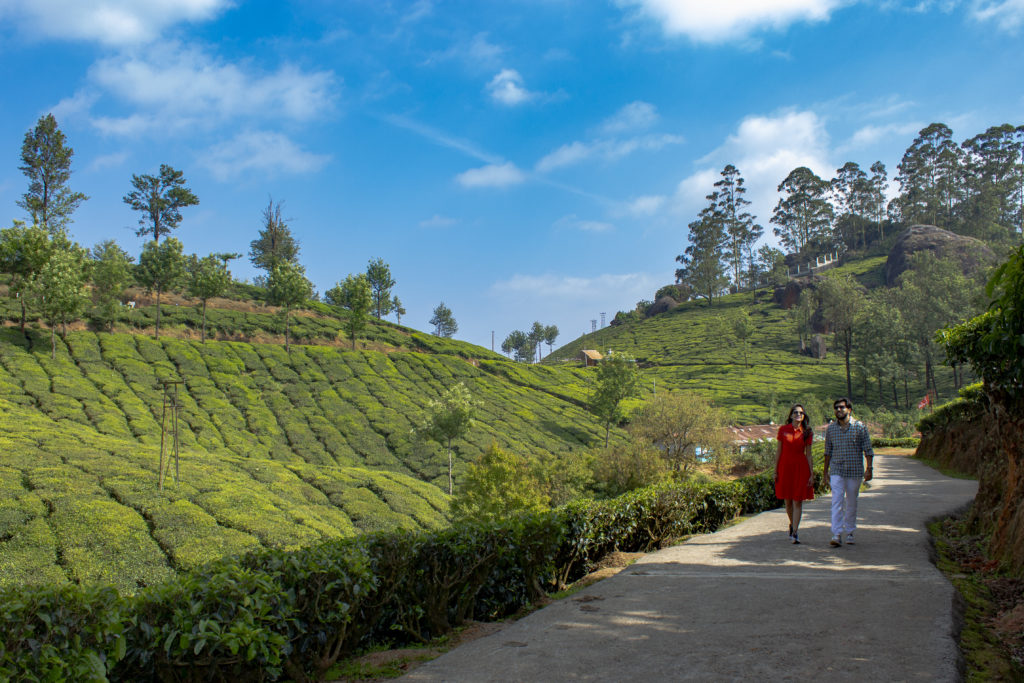 Your Guide to a Picturesque Road Trip to Munnar - TheTravellerLens