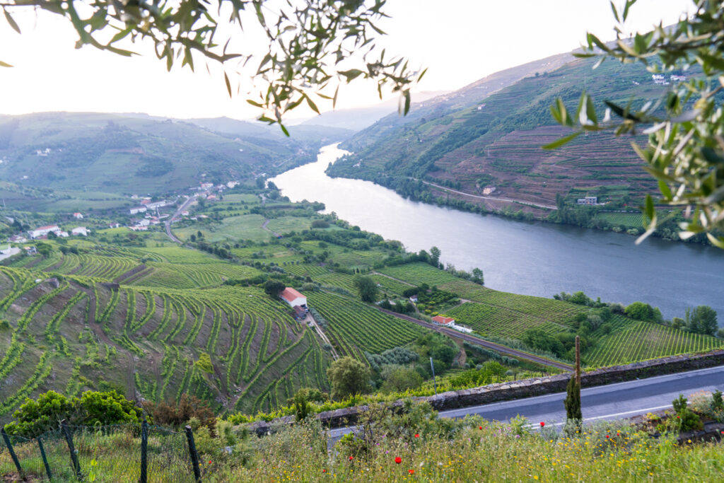 Panoramic view of the Douro Valley with terraced vineyards and the Douro River winding through the landscape in Portugal